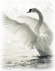 SwanFeathered