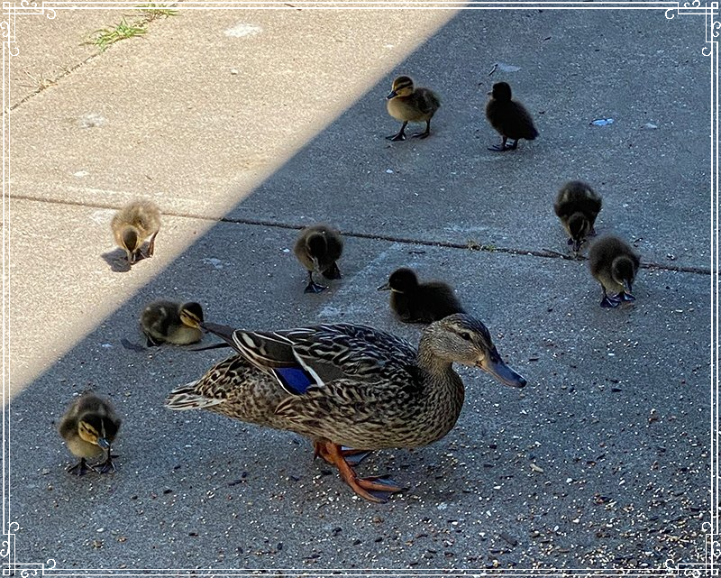 Baby Ducks