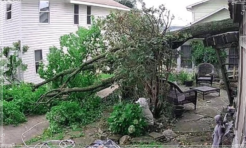 fallen tree