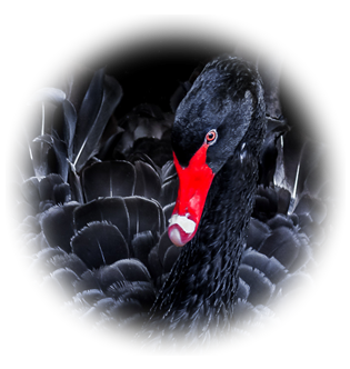 StormSignal BlackSwan2